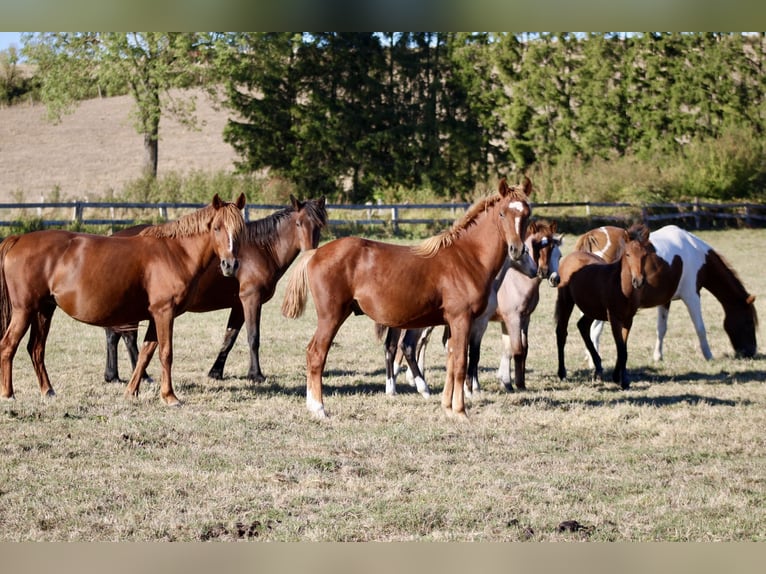 Franse rijpaarden Hengst 1 Jaar 140 cm Vos in ABONCOURT-SUR-SEILLE
