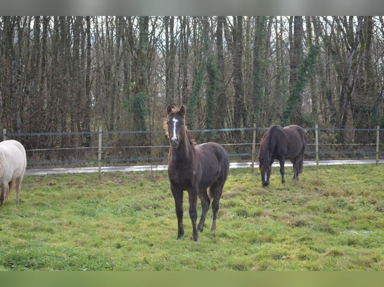 Franse rijpaarden Hengst 1 Jaar 147 cm Zwart in Louhans