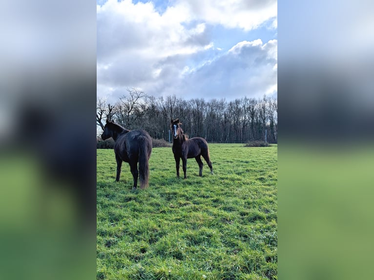 Franse rijpaarden Hengst 1 Jaar 147 cm Zwart in Louhans