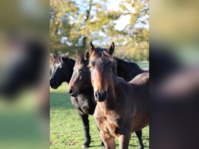 Franse rijpaarden Hengst 1 Jaar 148 cm Zwartbruin in Paimpont