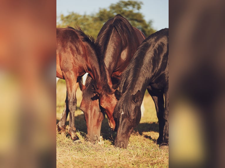 Franse rijpaarden Hengst 1 Jaar 148 cm Zwartbruin in Paimpont