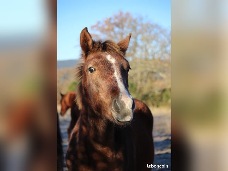 Franse rijpaarden Hengst 1 Jaar 149 cm Schimmel in Pompignan