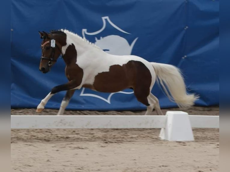 Franse rijpaarden Hengst 2 Jaar 115 cm Overo-alle-kleuren in VERDELOT