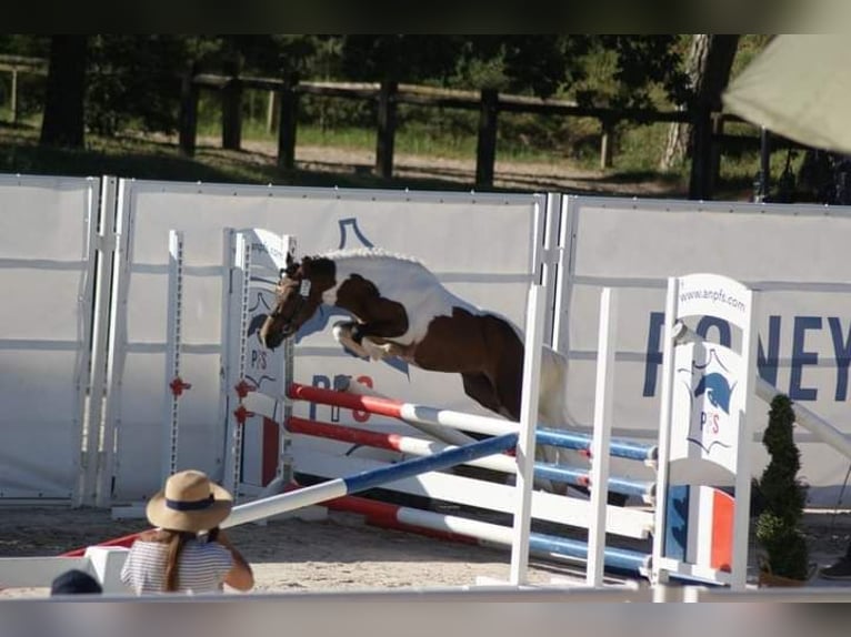 Franse rijpaarden Hengst 2 Jaar 115 cm Overo-alle-kleuren in VERDELOT