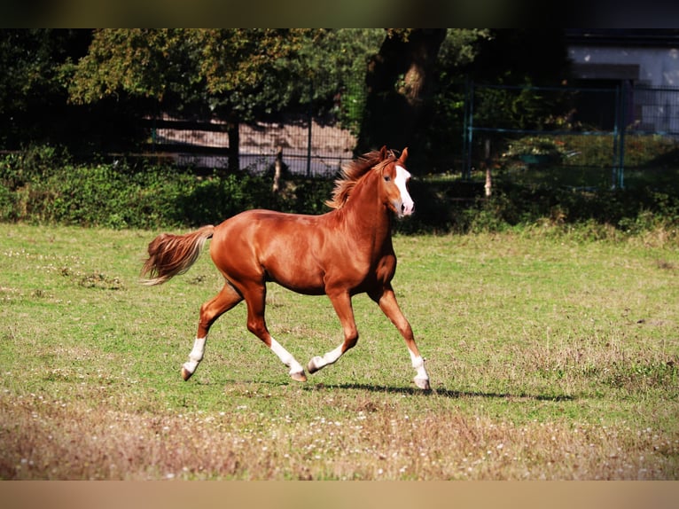 Franse rijpaarden Hengst 2 Jaar 143 cm Vos in Bouée