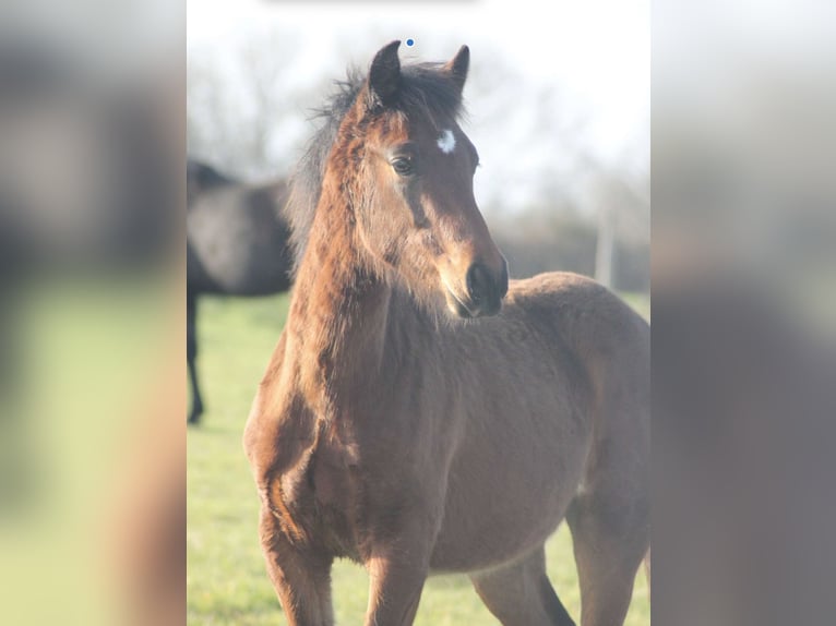 Franse rijpaarden Hengst 2 Jaar Bruin in Savenay