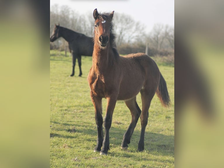 Franse rijpaarden Hengst 2 Jaar Bruin in Savenay