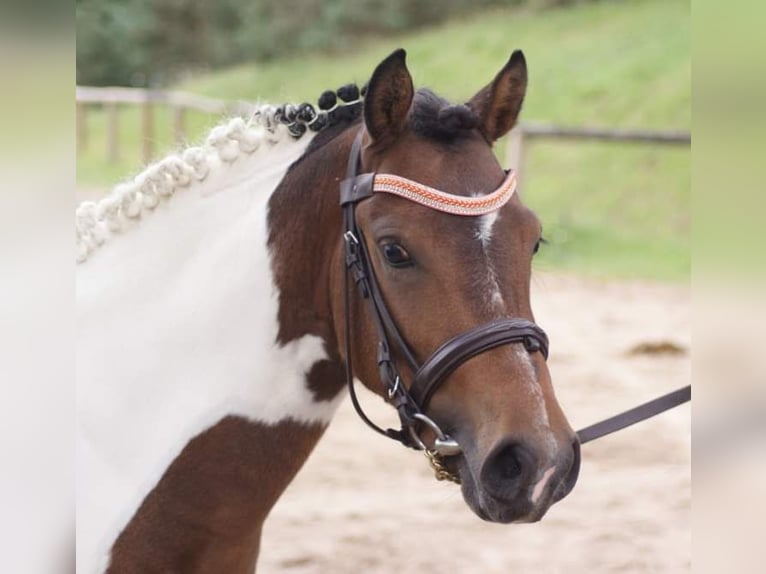 Franse rijpaarden Hengst 3 Jaar 115 cm Overo-alle-kleuren in VERDELOT