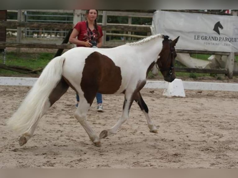 Franse rijpaarden Hengst 3 Jaar 115 cm Overo-alle-kleuren in VERDELOT