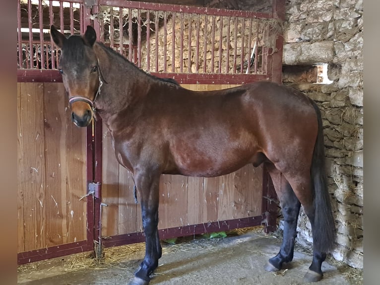 Franse rijpaarden Hengst 3 Jaar 142 cm Bruin in MONTVALENT