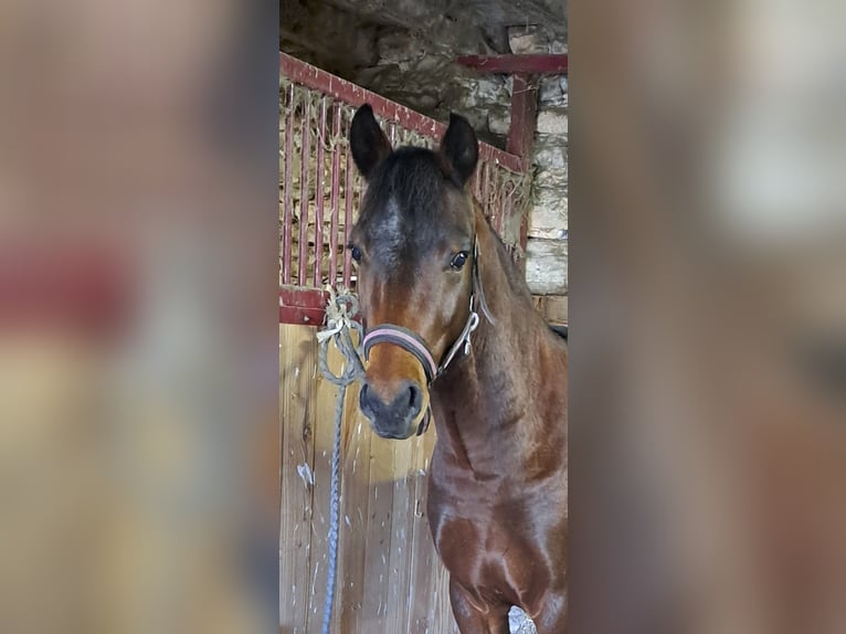 Franse rijpaarden Hengst 3 Jaar 142 cm Bruin in MONTVALENT