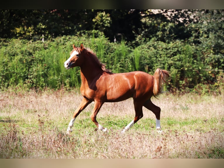 Franse rijpaarden Hengst 3 Jaar 143 cm Vos in Bouée