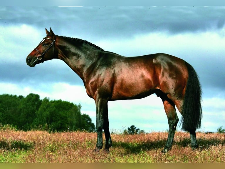 Franse rijpaarden Hengst 3 Jaar 148 cm Zwartbruin in Gorre