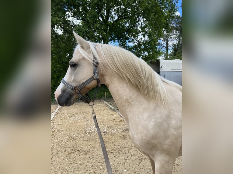 Franse rijpaarden Hengst 5 Jaar 145 cm Palomino in Bonnut