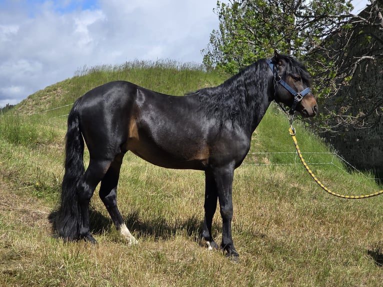 Franse rijpaarden Hengst 6 Jaar 116 cm Zwartbruin in Perpignan