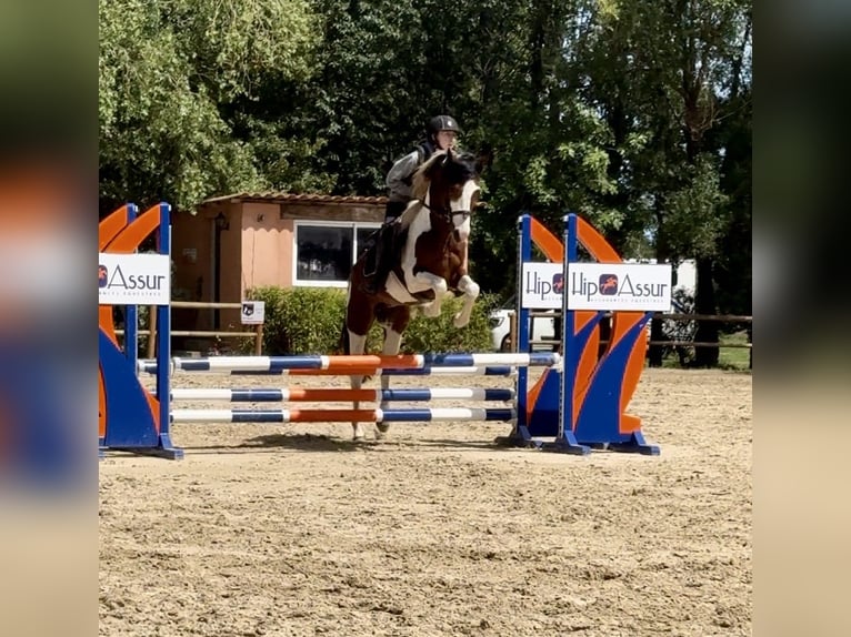 Franse rijpaarden Hengst 6 Jaar 148 cm Tobiano-alle-kleuren in Palau del vidre (66690)