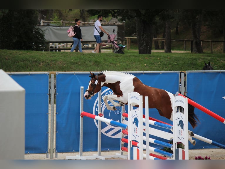 Franse rijpaarden Hengst 6 Jaar 148 cm Tobiano-alle-kleuren in Palau del vidre (66690)