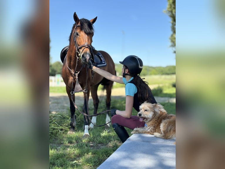 Franse rijpaarden Hengst 9 Jaar 147 cm Roodbruin in T&#xF6;k