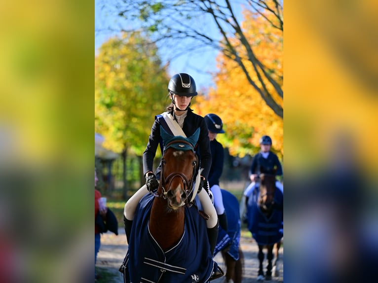 Franse rijpaarden Hengst 9 Jaar 147 cm Roodbruin in Tök