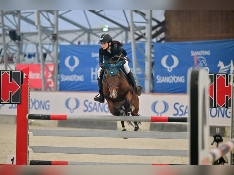 Franse rijpaarden Hengst 9 Jaar 147 cm Roodbruin in Tök