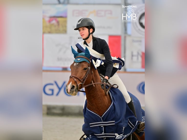 Franse rijpaarden Hengst 9 Jaar 147 cm Roodbruin in T&#xF6;k