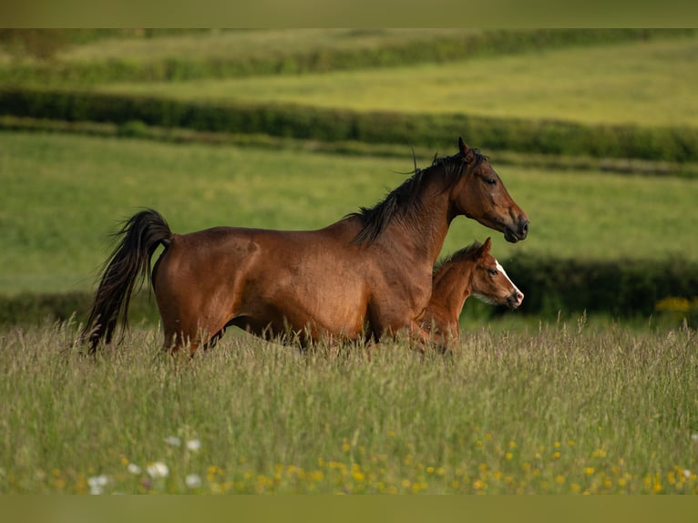 Franse rijpaarden Hengst Veulen (01/2025) Bruin in Montagny-l&#xE8;s-Buxy