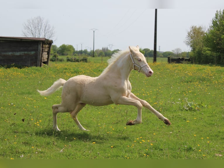Franse rijpaarden Hengst veulen (02/2024) Cremello in La flamengrie