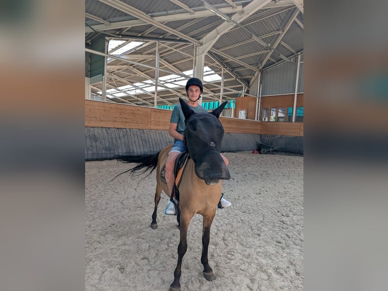 Franse rijpaarden Merrie 10 Jaar 145 cm Bruin in Avillers-Sainte-Croix