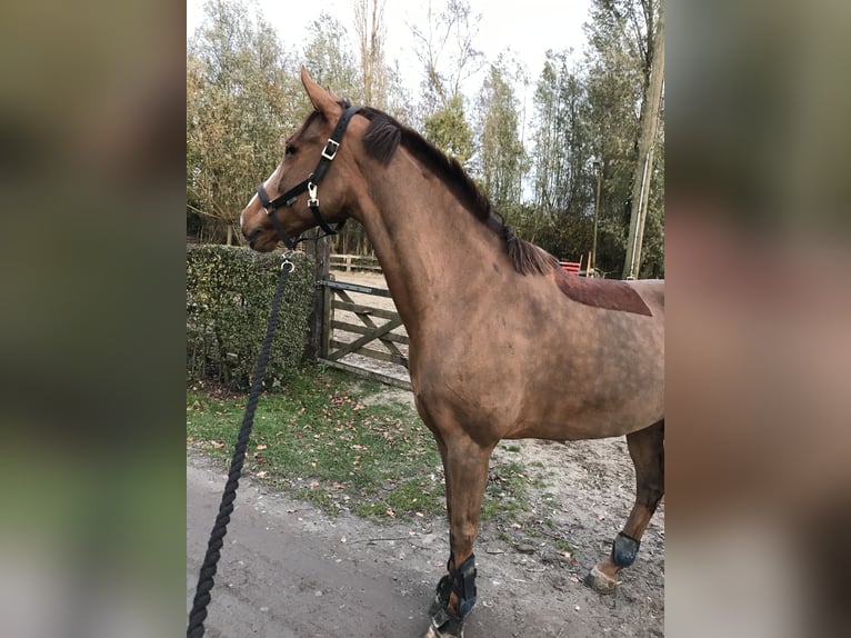 Franse rijpaarden Merrie 10 Jaar 164 cm Vos in Brugge