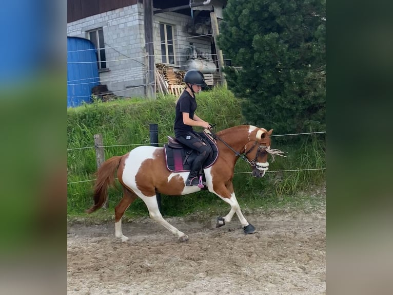 Franse rijpaarden Merrie 11 Jaar 130 cm Gevlekt-paard in Samstagern