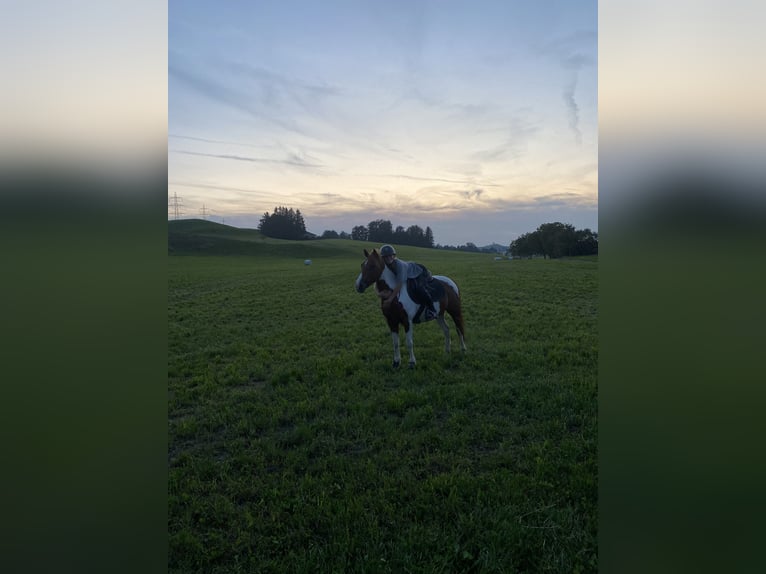 Franse rijpaarden Merrie 11 Jaar 130 cm Gevlekt-paard in Samstagern