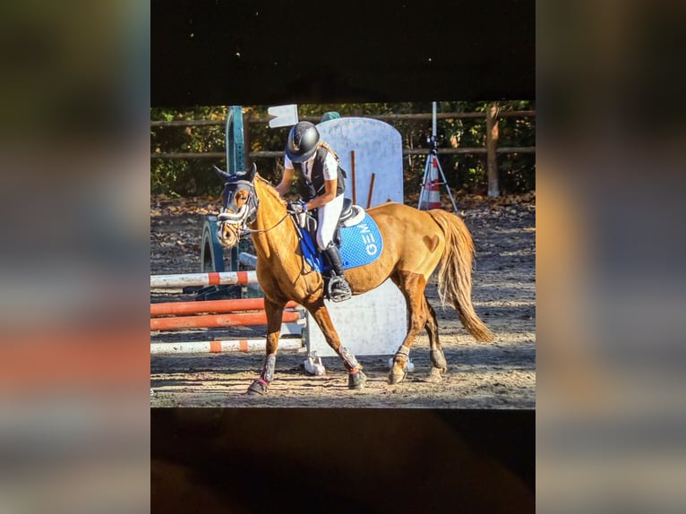 Franse rijpaarden Merrie 11 Jaar 138 cm Vos in Éguilles