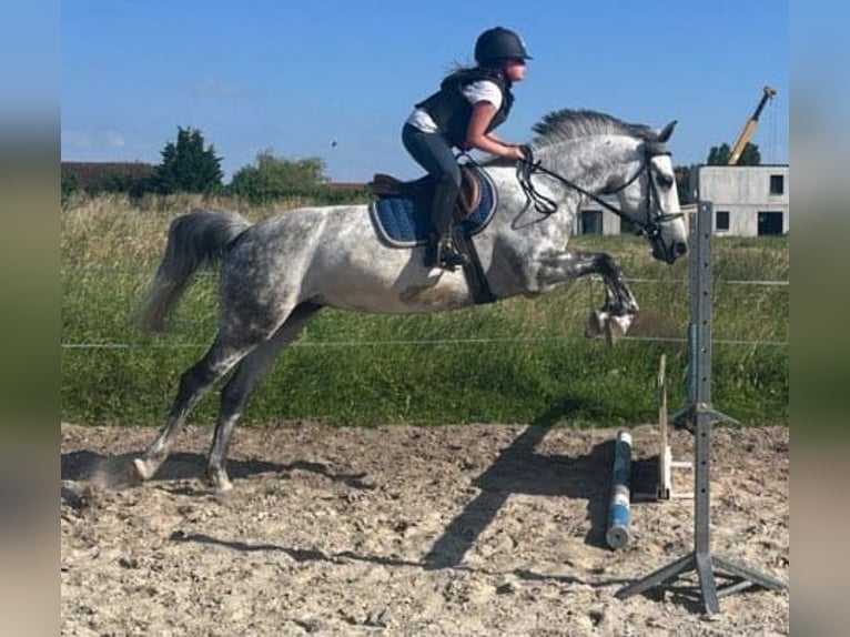 Franse rijpaarden Merrie 11 Jaar 146 cm Appelschimmel in Troyes