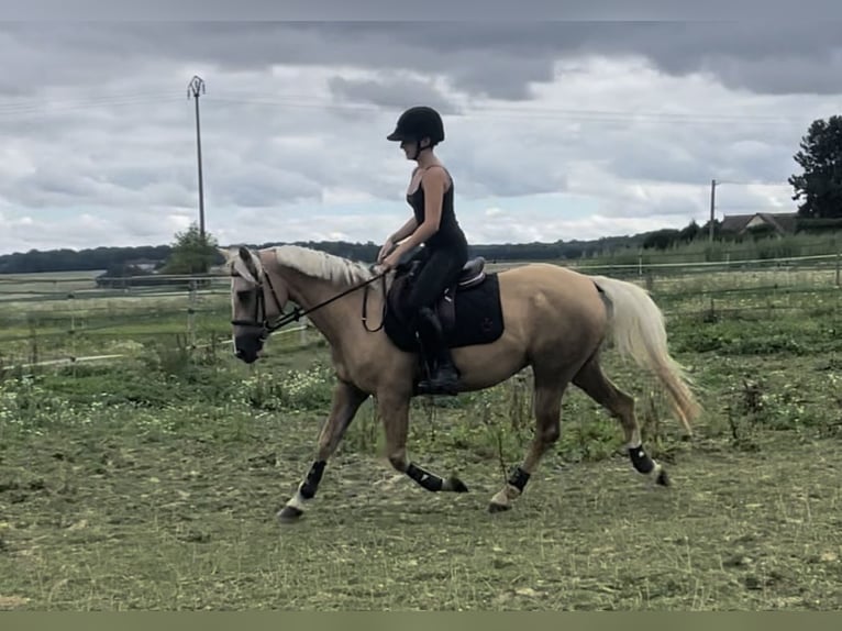 Franse rijpaarden Merrie 11 Jaar 148 cm Palomino in Rouilly