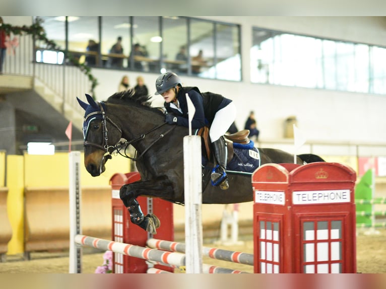 Franse rijpaarden Merrie 11 Jaar 149 cm Donkerbruin in Milano