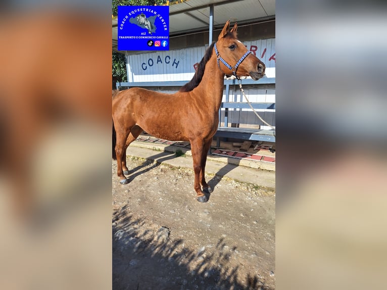 Franse rijpaarden Mix Merrie 12 Jaar 145 cm Vos in Solarino