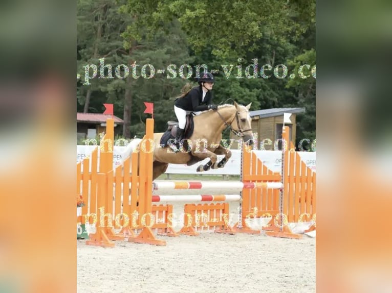 Franse rijpaarden Merrie 12 Jaar 148 cm Palomino in Rouilly