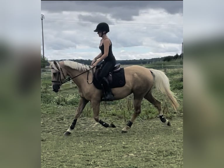 Franse rijpaarden Merrie 12 Jaar 148 cm Palomino in Rouilly