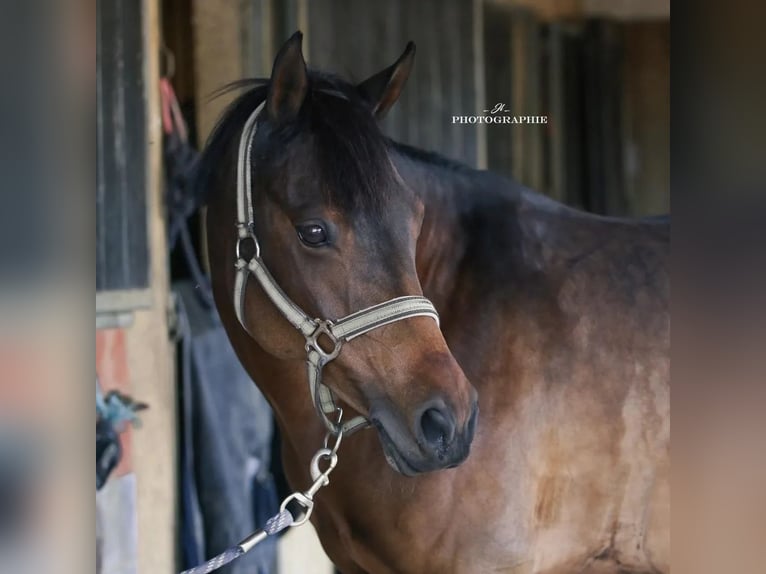 Franse rijpaarden Merrie 14 Jaar 149 cm Bruin in Montpellier