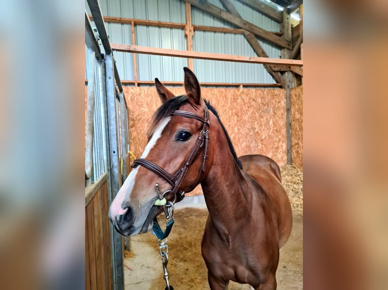 Franse rijpaarden Merrie 1 Jaar 136 cm Bruin in Plouaret