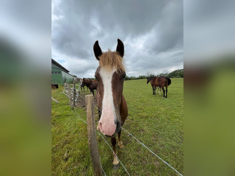 Franse rijpaarden Merrie 1 Jaar 148 cm Donkere-vos in Chateauroux