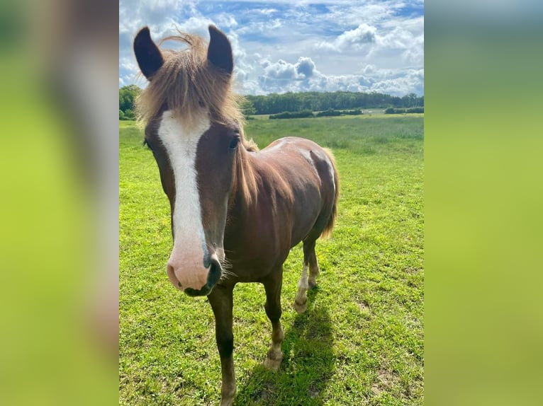 Franse rijpaarden Merrie 1 Jaar 148 cm Donkere-vos in Chateauroux