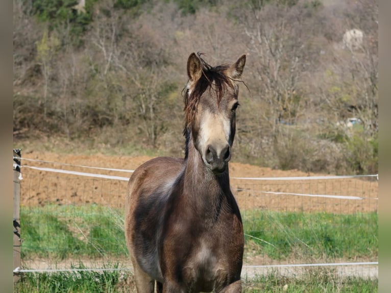 Franse rijpaarden Merrie 2 Jaar 148 cm Falbe in Alpes de Haute Provence