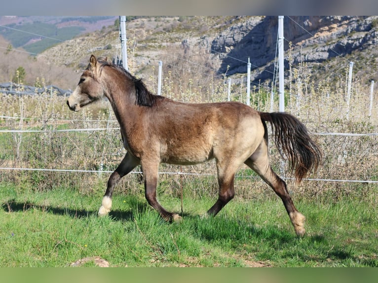 Franse rijpaarden Merrie 2 Jaar 148 cm Falbe in Alpes de Haute Provence