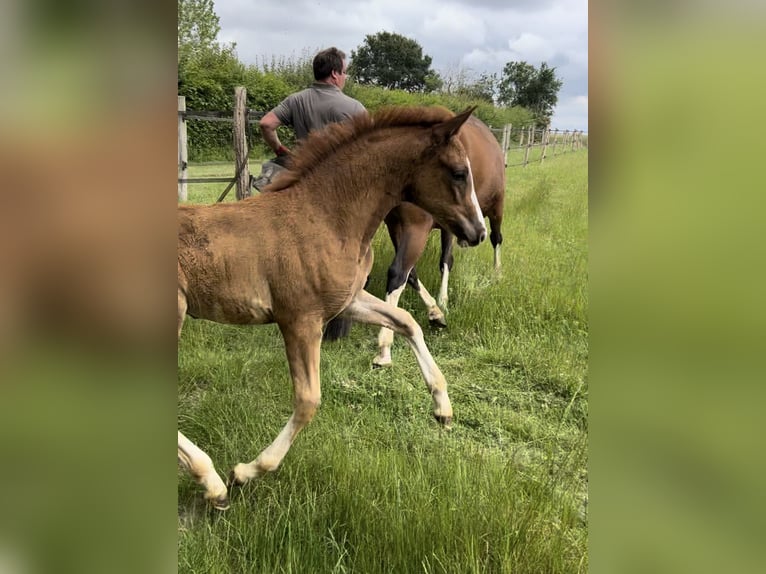 Franse rijpaarden Merrie 2 Jaar Donkere-vos in Garennes-sur-Eure