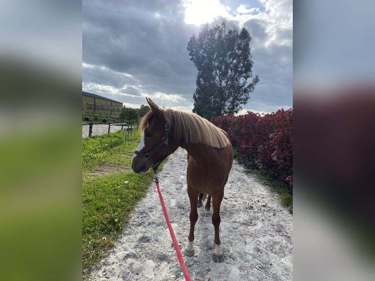 Franse rijpaarden Merrie 3 Jaar 138 cm Vos in Rennes