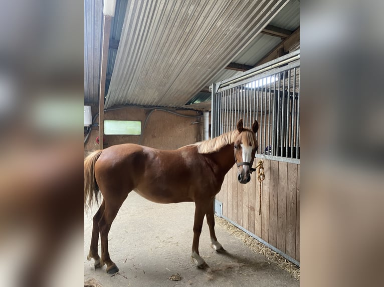 Franse rijpaarden Merrie 3 Jaar 138 cm Vos in Rennes