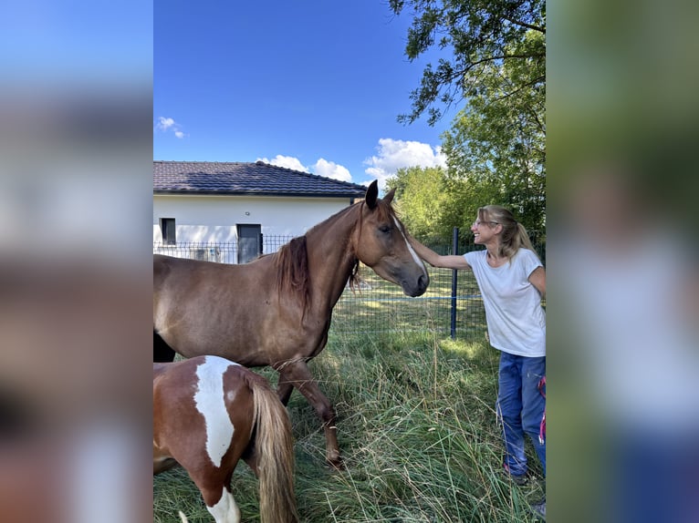 Franse rijpaarden Merrie 3 Jaar 141 cm Vos in Montespan