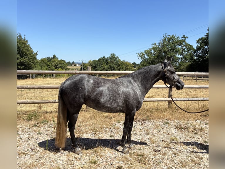 Franse rijpaarden Merrie 3 Jaar 143 cm Appelschimmel in Burgnac