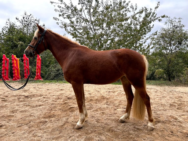 Franse rijpaarden Merrie 3 Jaar 146 cm Vos in Murasson